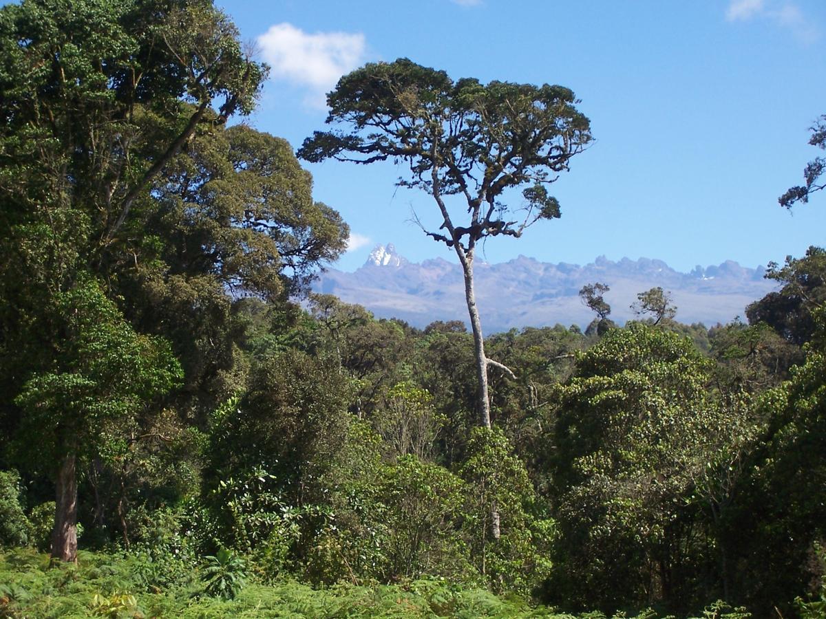 Castle Forest Lodge Mount Kenya National Park Bagian luar foto