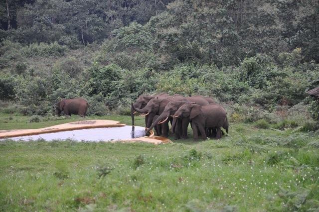 Castle Forest Lodge Mount Kenya National Park Bagian luar foto